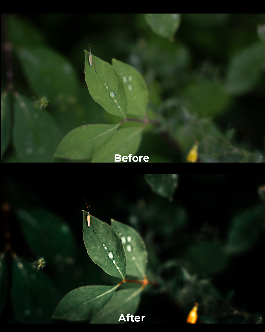Cinematic Preset Pack + BONUS 1h Editing Masterclass