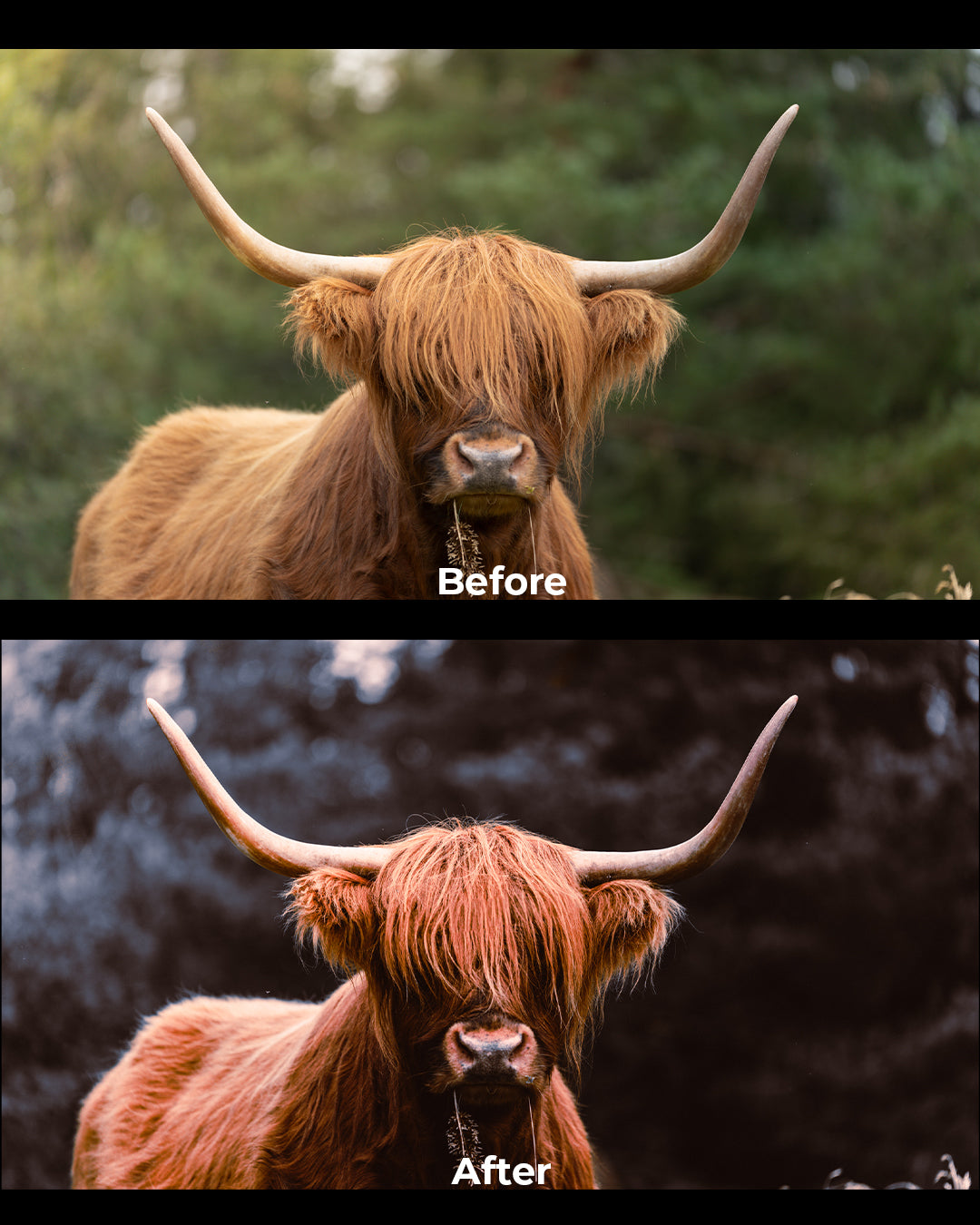 Cinematic Preset Pack + BONUS 1h Editing Masterclass